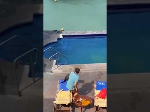 Позагораешь потом. Давай до свидания! 👀😁🔥🧔 #nature #wildlife #wow #funny #приколы