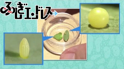 تحميل ふしぎエンドレス