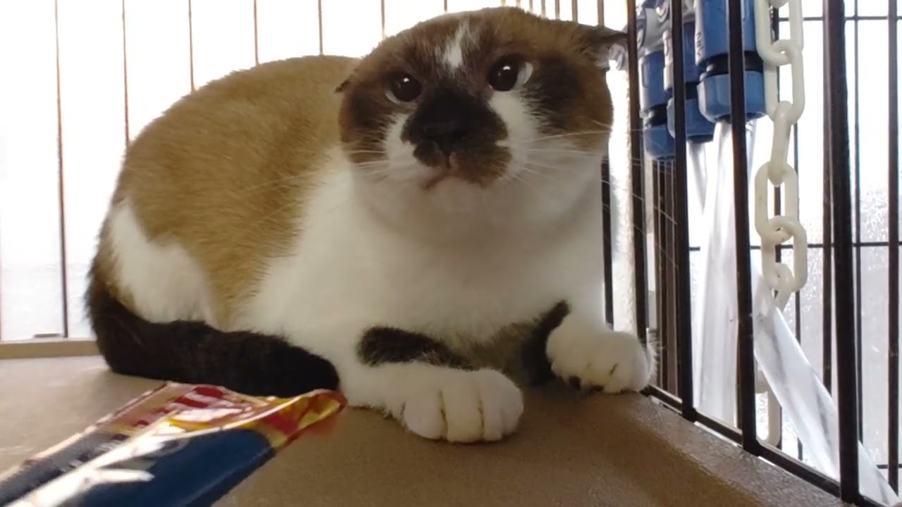Youtube史上最強の凶暴な猫を慣らします146日目 Youtube