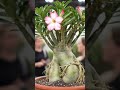This Desert Rose Has a MASSIVE Caudex #adenium #plants