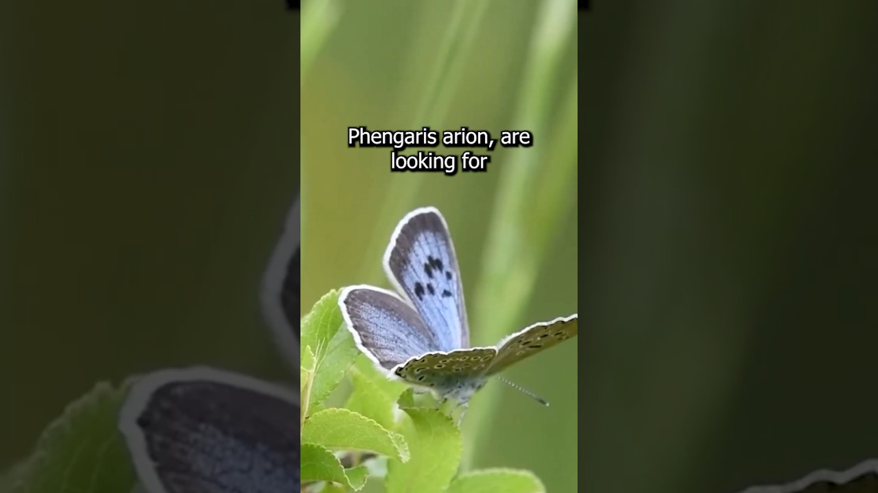 Plant Hires Butterfly