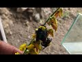 easy way to catch carpenter bees