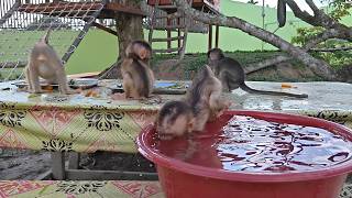 Maya And The Other Baby Monkeys Attention Was Diverted When I Placed A Bucket Of Water Near Them.