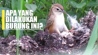 Lihat yg dilakukan burung BRANJANGAN PARI/cici padi ini?