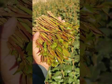 يا لليل من الهواء والشوق كيف انه يسهرني هذا هو كم قد سهرنا وضيع وقتنا بس علاج يخليك تحكم العالم 