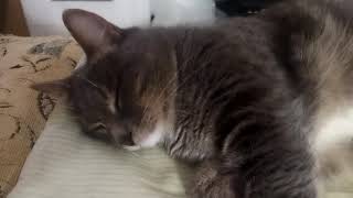 Кот стонет во сне от тяжёлой жизни