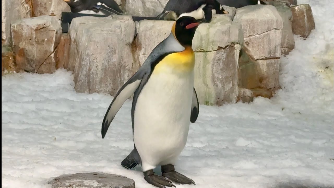 BIODOME - MUZEUM ZAMKNIETYCH EKOSYSTEMÓW - KANADA - MONTREAL - 26.11.2024