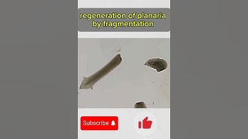 regeneration of planaria by fragmentation🤯🤯