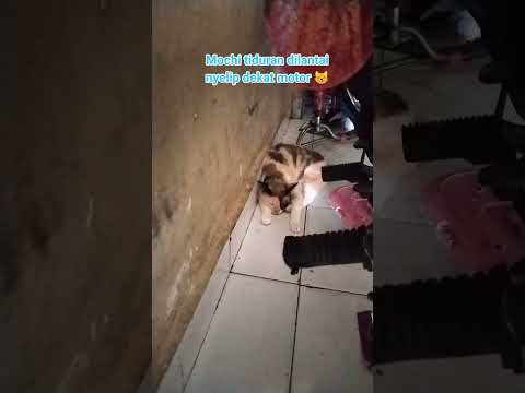 Mochi tiduran terus efek begadang nyusui anak2nya 😹