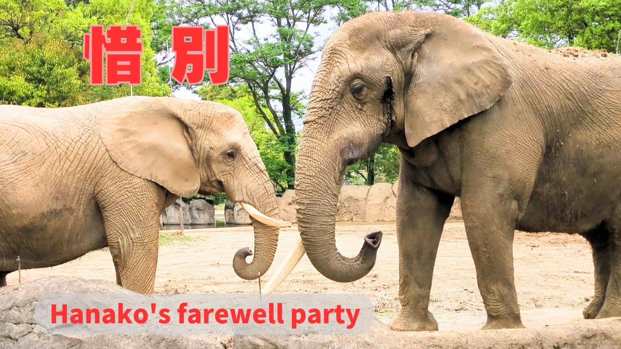 【アフリカゾウ 八木山動物公園】花子、秋田市大森山動物園へ帰る -仲良しのベンと離ればなれに-　Emotional Farewell: Hanako Returns to Oomoriyama Zoo