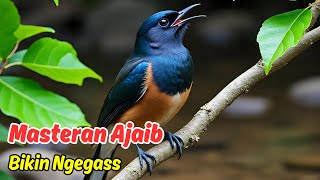 Masteran Paling Ampuh! masteran murai batu terbaik   kretekan murai batu Bikin Murai Bongkar Isian!