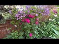 Purple clematis vine flower review  roses and clematis celestial night rose best vine for trellis