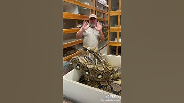 #snakes #annaconda #python #attack #shorts(3)