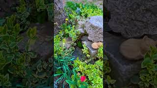Покупки #sinsay для саду