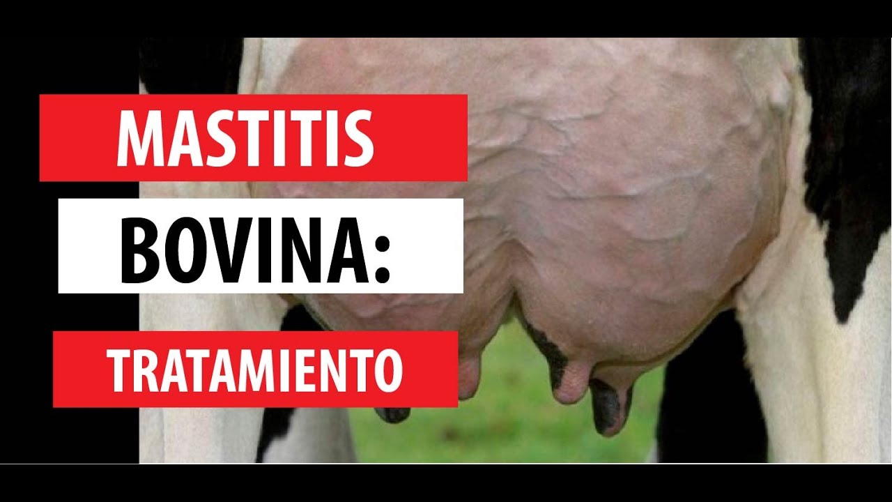 Mastitis Bovina: Tratamiento 