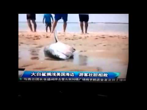 大白鲨搁浅美国海边