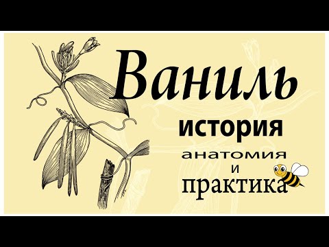 Ваниль - гермафродит с тяжелой судьбой (и вы до сих пор неправильно ею пользуетесь)