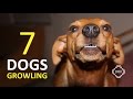 DOGS GROWLING Sound Effect | 7 Sounds to Annoy Dogs HD