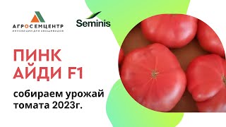 Пинк Айди F1, собираем урожайный томат 2023г.