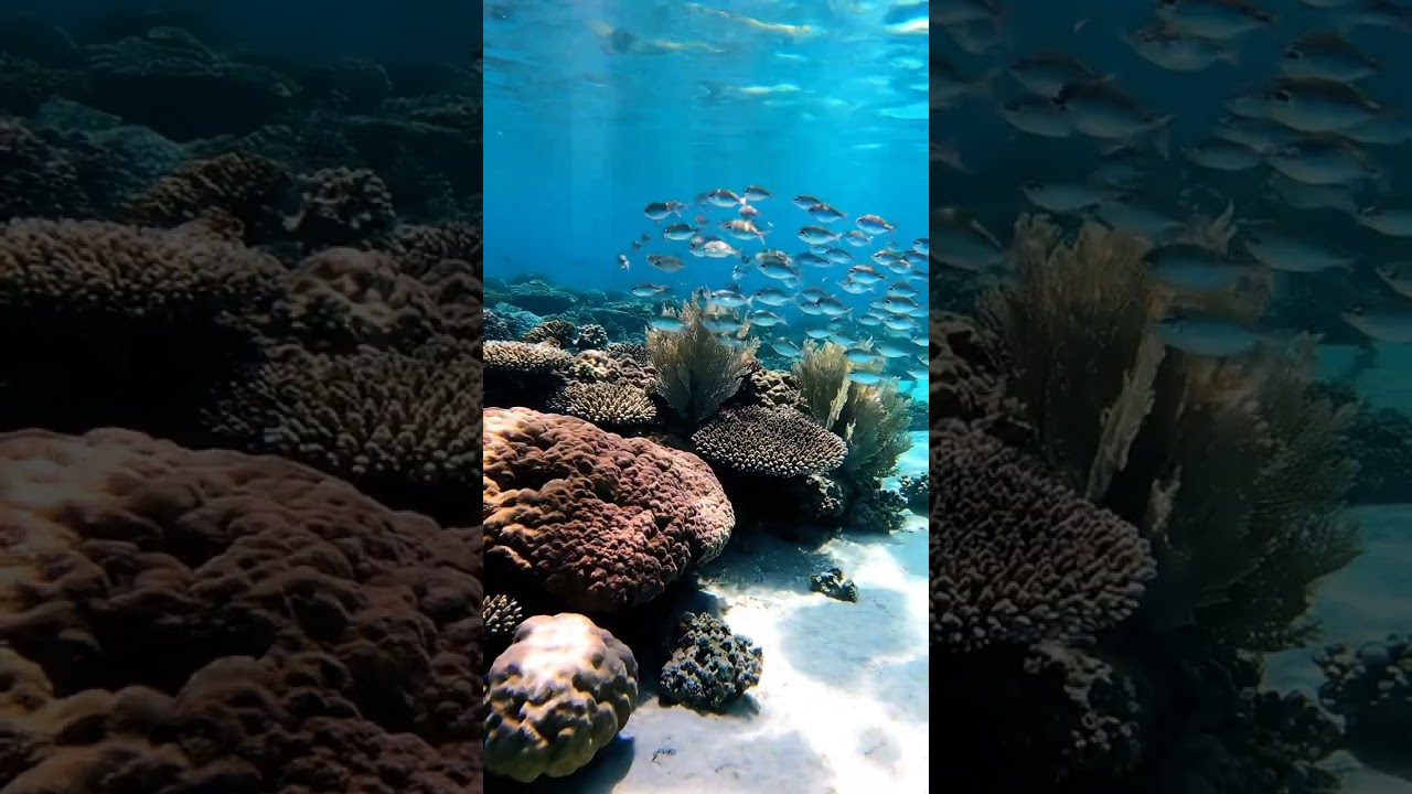 Tarian Karang dan Cahaya | #CinematicASMR #UnderSeaVibes #OceanLight #CoralDream #AquaPeace