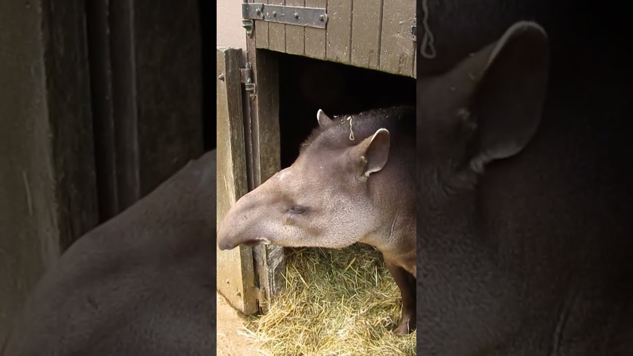 African Tapir Shorts Video Viral Youtubeshorts Shortvideo Animals Animal Newyork