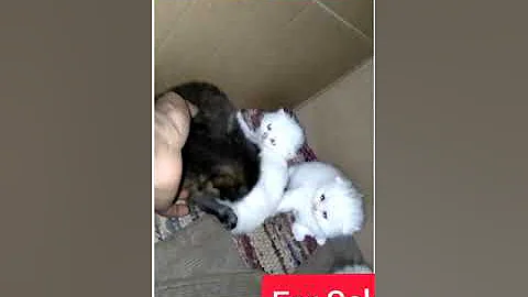 Watch the video about THIS KITTENS FOR SALE.