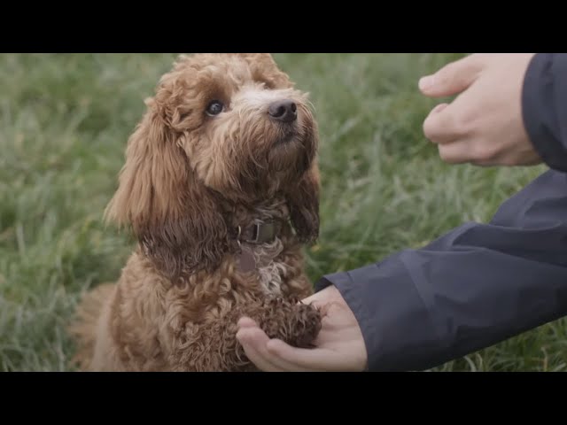 Are Humans Smarter Than Animals? | Animal Einsteins | BBC Earth