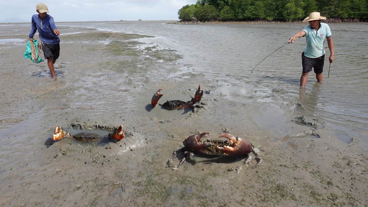 Two Brave Mens Catch Many Huge Mud Crabs In The Sea after Water Low Tide