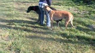 Deerhounds