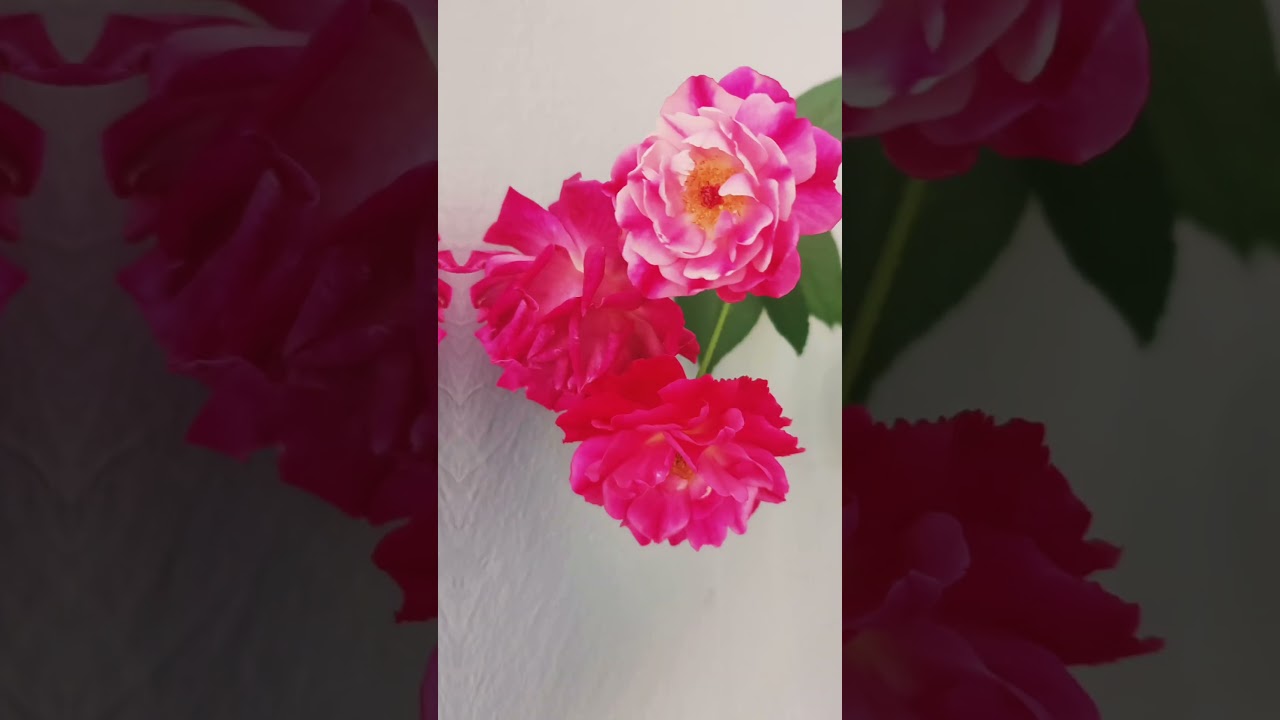 The Beauty of Flowers in Bloom 😍