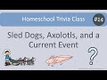 Homeschool trivia class 14 sled dogs axolotls and a mystery current event