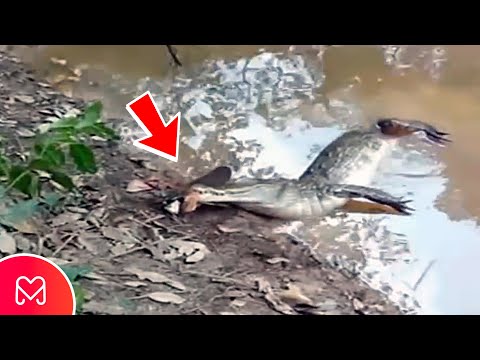 Video: Var parar sig ålar?