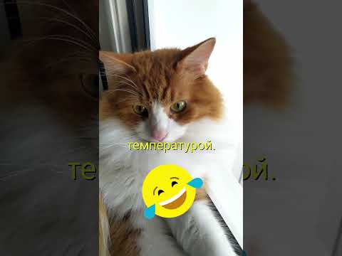 Анекдот про кота: Температура