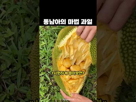 동남아의 마법 과일