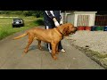 80 kg TOSA INU IN JAPAN の動画、YouTube動画。