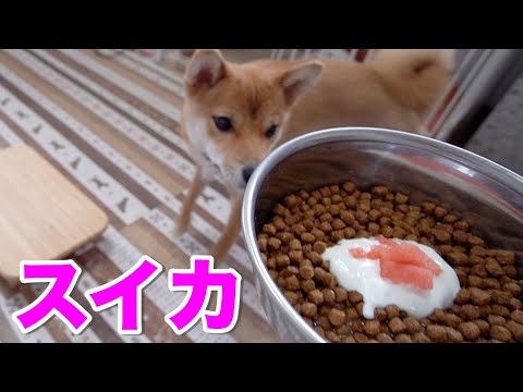 【ASMR】やっぱりスイカの咀嚼音は心地いい　柴犬小夏生後９ヶ月　watermelon is nice to hear.