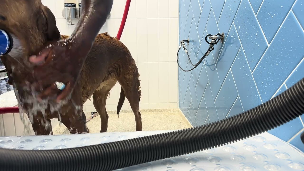 “Two Dogs, One Token: Easy Bath Time at Pet Food Express | Super Dave Dog TV”