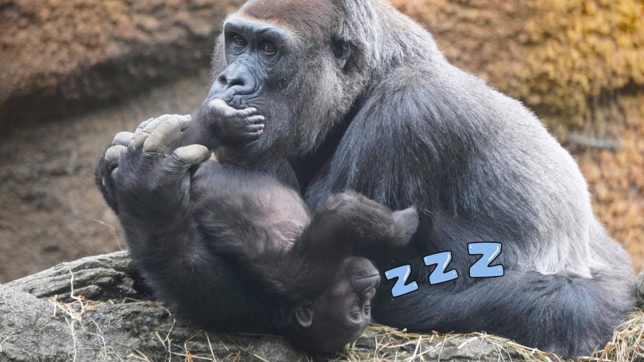 Gorilla Momoko caring for her baby Sumomo while napping | Gorilla