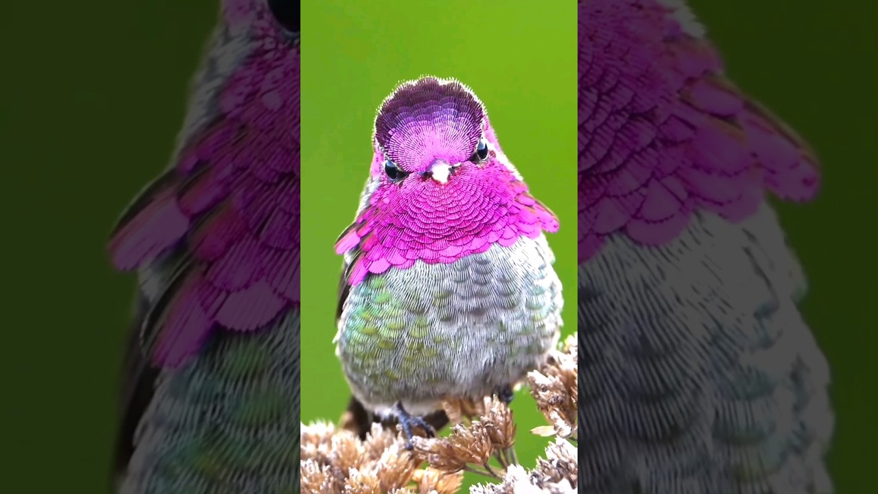 Beautiful male Anna’s Hummingbird  
