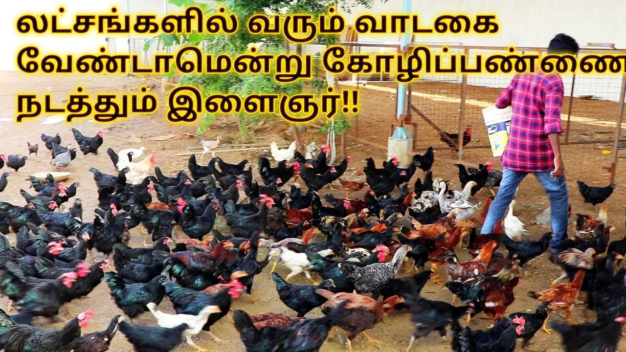 1 லட்சம் வாடகை வரும் இடத்தில் கோழிகள் தான் வளர்ப்பேனென்று பண்ணை நடத்தும் நம்பிக்கை இளைஞர் !!