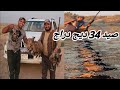 صيد طائر الدراج بطريقة مختلفة شاهد واستمتع Hunting Pheasants In A Different Way 