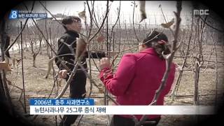 충주MBC 160717 뉴턴사과나무 10년