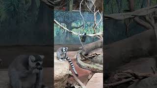 Ring-Tailed LEMUR Monkeys- Highly Intelligent, Social & most vocal primates from Madagascar