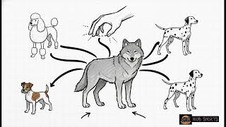 Differences Between Natural Selection and Artificial Selection | Grade 12 Life Sciences CAPS