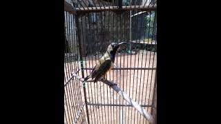 masteran suara curut kejepit