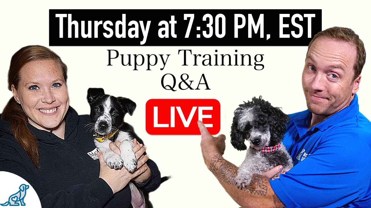 7 Things That New Puppy Owners NEED To Know