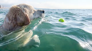 Den Retriever Morning Routine In Summer Beach Day With Bailey