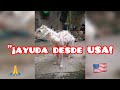 ¡ Mira, cuánto le mandaron desde EE.UU para salvar a bingo !🐾💵 aclarando unos comentarios 👈