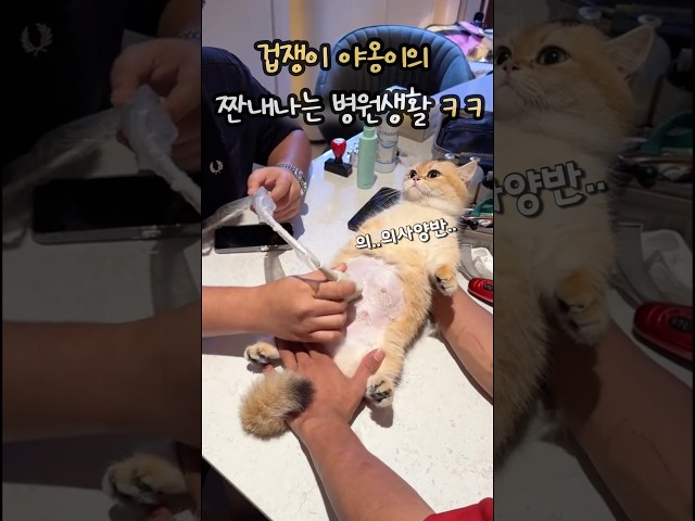 겁쟁이 야옹이의 짠내나는 병원생활 ㄷㄷ