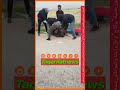 تونس القيروان منحرفون يقومون بعملية براكاج لرجل و إبنته و المواطنون يتدخلون للقبض على احدهم تونس القيروان منحرفون يقومون بعملية براكاج لرجل و إبنته و المواطنون يتدخلون للقبض على احدهم